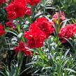 Hvozdík karafiát 'Sunflor Vulcano' - Dianthus caryophyllus 'Sunflor Vulcano'