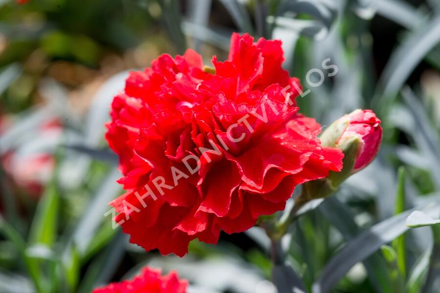 Hvozdík karafiát 'Sunflor Vulcano' - Dianthus caryophyllus 'Sunflor Vulcano'
