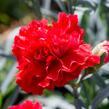 Hvozdík karafiát 'Sunflor Vulcano' - Dianthus caryophyllus 'Sunflor Vulcano'