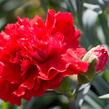 Hvozdík karafiát 'Sunflor Vulcano' - Dianthus caryophyllus 'Sunflor Vulcano'