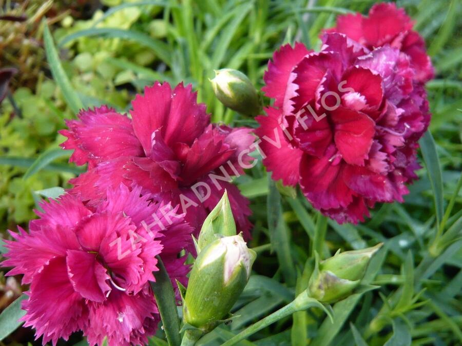 Hvozdík karafiát 'Fontaine Dark Red' - Dianthus caryophyllus 'Fontaine Dark Red'