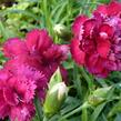 Hvozdík karafiát 'Fontaine Dark Red' - Dianthus caryophyllus 'Fontaine Dark Red'
