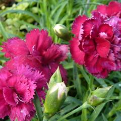 Hvozdík karafiát 'Fontaine Dark Red' - Dianthus caryophyllus 'Fontaine Dark Red'
