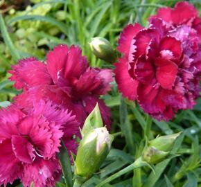 Hvozdík karafiát 'Fontaine Dark Red' - Dianthus caryophyllus 'Fontaine Dark Red'