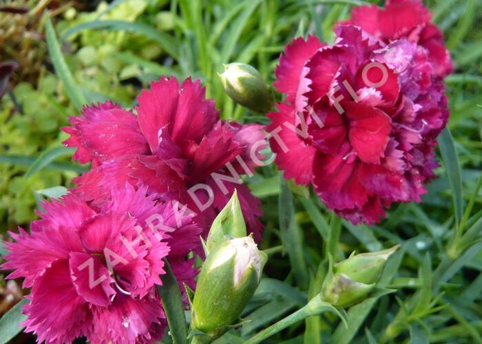 Hvozdík karafiát 'Fontaine Dark Red' - Dianthus caryophyllus 'Fontaine Dark Red'