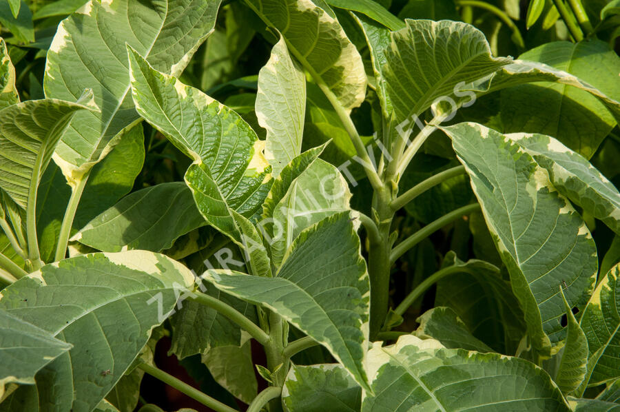 Durman 'Variegata' - Brugmansia (Datura) arborea 'Variegata'