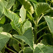 Durman 'Variegata' - Brugmansia (Datura) arborea 'Variegata'