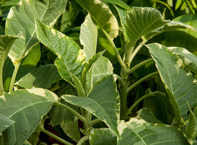 Durman 'Variegata' - Brugmansia (Datura) arborea 'Variegata'