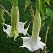 Durman 'Alba' - Brugmansia (Datura) arborea 'Alba'
