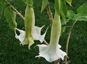 Durman 'Alba' - Brugmansia (Datura) arborea 'Alba'