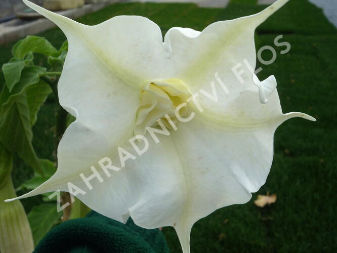 Durman 'Alba' - Brugmansia (Datura) arborea 'Alba'