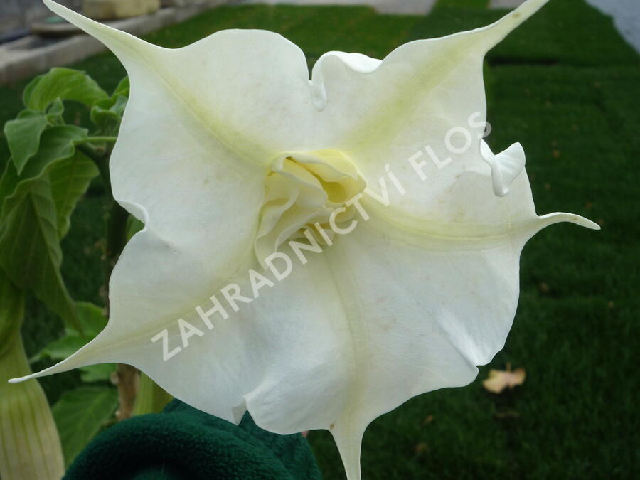 Durman 'Alba' - Brugmansia (Datura) arborea 'Alba'