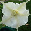 Durman 'Alba' - Brugmansia (Datura) arborea 'Alba'