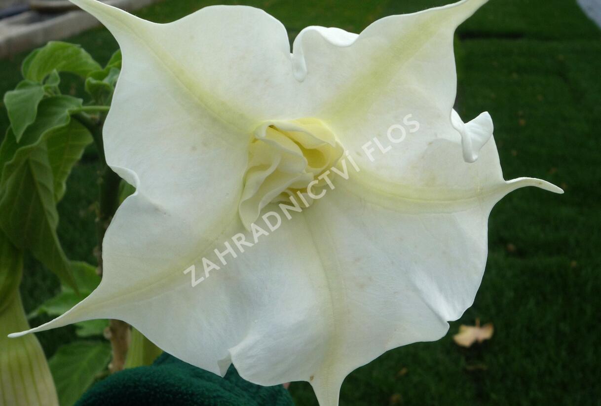 Durman 'Alba' - Brugmansia (Datura) arborea 'Alba'