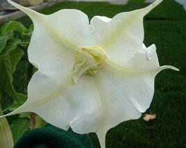 Durman 'Alba'