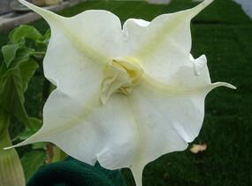 Durman 'Alba' - Brugmansia (Datura) arborea 'Alba'