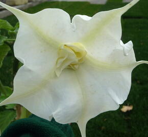 Durman 'Alba' - Brugmansia (Datura) arborea 'Alba'