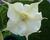 Durman 'Alba'