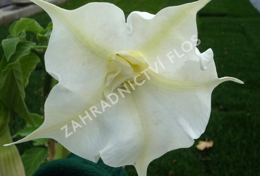 Durman 'Alba' - Brugmansia (Datura) arborea 'Alba'