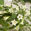 Durman 'Alba' - Brugmansia (Datura) arborea 'Alba'