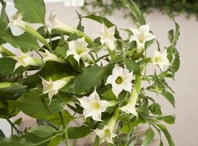 Durman 'Alba' - Brugmansia (Datura) arborea 'Alba'