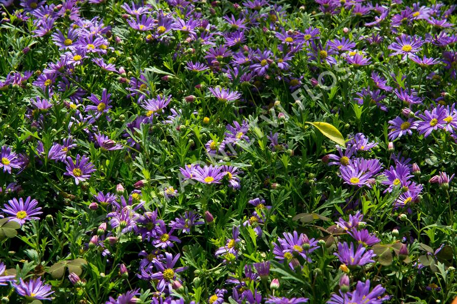 Všelicha, brachykome 'Balou Violet' - Brachyscome multifida 'Balou Violet'