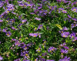 Všelicha, brachykome 'Balou Violet'