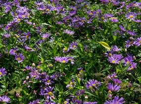 Všelicha, brachykome 'Balou Violet' - Brachyscome multifida 'Balou Violet'