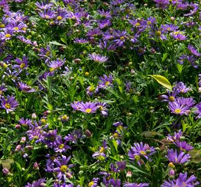 Všelicha, brachykome 'Balou Violet' - Brachyscome multifida 'Balou Violet'