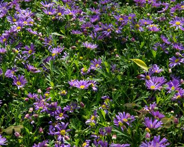 Všelicha, brachykome 'Balou Violet'
