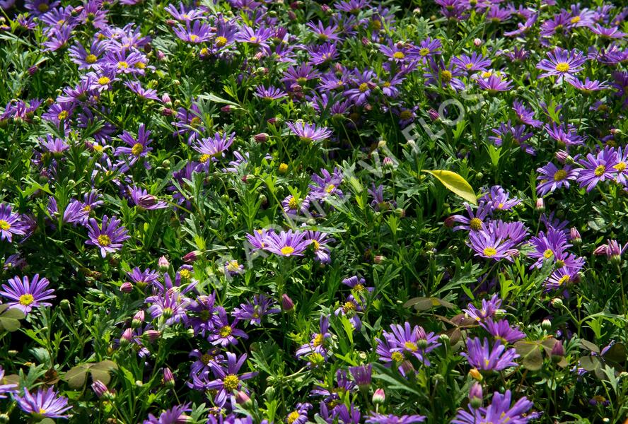 Všelicha, brachykome 'Balou Violet' - Brachyscome multifida 'Balou Violet'