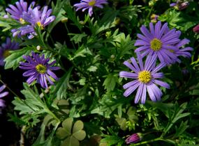Všelicha, brachykome 'Balou Violet' - Brachyscome multifida 'Balou Violet'