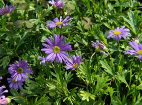 Všelicha, brachykome 'Balou Violet' - Brachyscome multifida 'Balou Violet'
