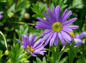 Všelicha, brachykome 'Balou Violet' - Brachyscome multifida 'Balou Violet'