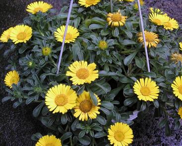 Hvězdička přímořská 'Gold Dolar'