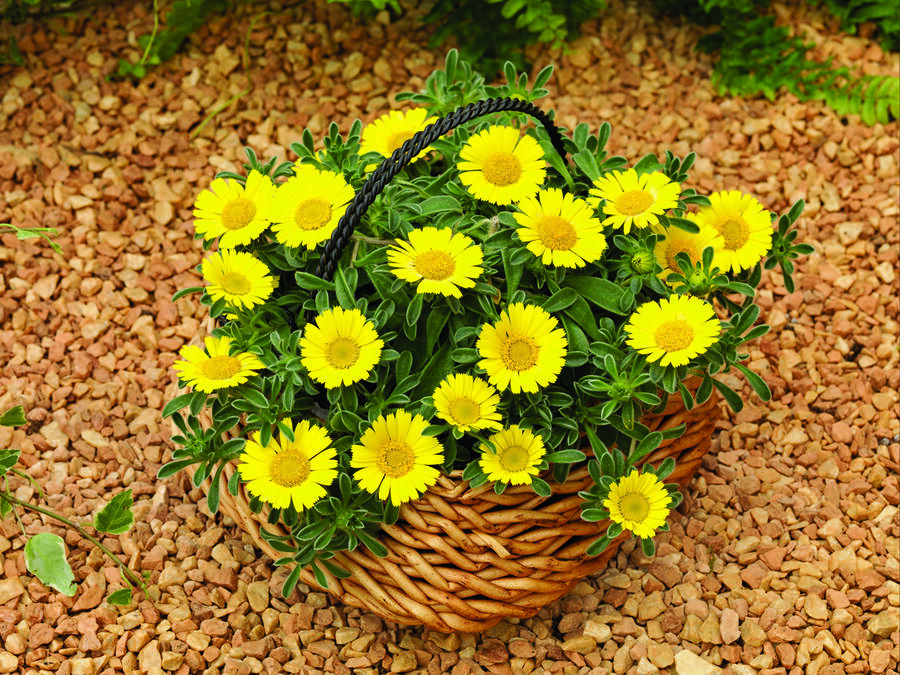 Hvězdička přímořská 'Aurelia Gold' - Asteriscus maritimus 'Aurelia Gold'