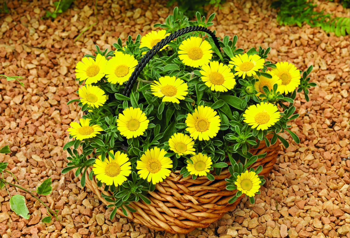 Hvězdička přímořská 'Aurelia Gold' - Asteriscus maritimus 'Aurelia Gold'