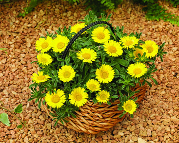 Hvězdička přímořská 'Aurelia Gold'