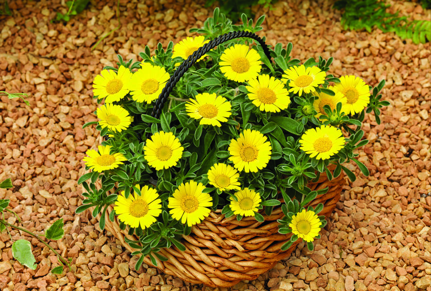 Hvězdička přímořská 'Aurelia Gold' - Asteriscus maritimus 'Aurelia Gold'