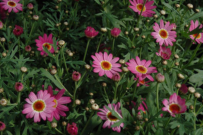 Kopretina pařížská 'Madeira Deep Pink' - Argyranthemum frutescens 'Madeira Deep Pink'