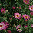 Kopretina pařížská 'Madeira Deep Pink' - Argyranthemum frutescens 'Madeira Deep Pink'