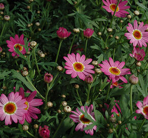 Kopretina pařížská 'Madeira Deep Pink' - Argyranthemum frutescens 'Madeira Deep Pink'