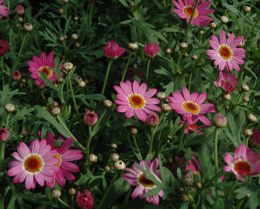 Kopretina pařížská 'Madeira Deep Pink'