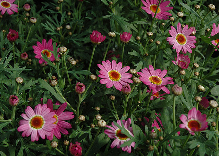 Kopretina pařížská 'Madeira Deep Pink' - Argyranthemum frutescens 'Madeira Deep Pink'