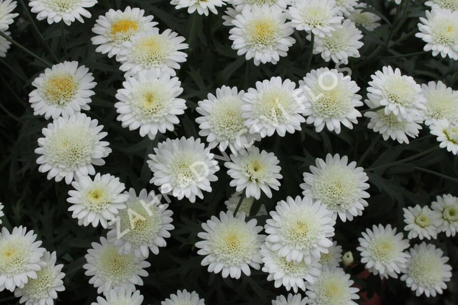 Kopretina pařížská 'Madeira Crested Ivory' - Argyranthemum frutescens 'Madeira Crested Ivory'