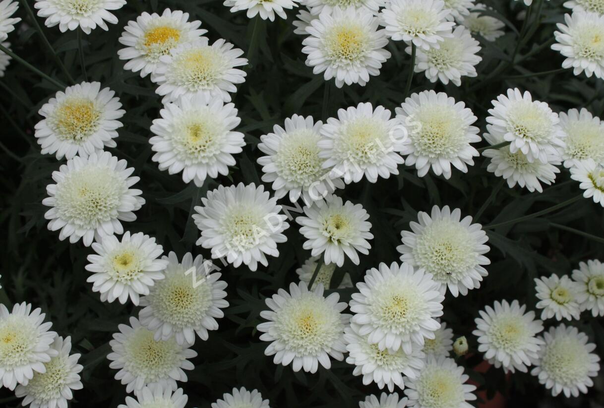 Kopretina pařížská 'Madeira Crested Ivory' - Argyranthemum frutescens 'Madeira Crested Ivory'