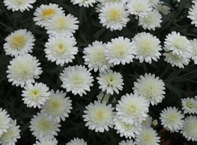Kopretina pařížská 'Madeira Crested Ivory' - Argyranthemum frutescens 'Madeira Crested Ivory'