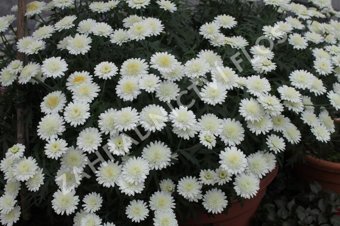 Kopretina pařížská 'Madeira Crested Ivory' - Argyranthemum frutescens 'Madeira Crested Ivory'