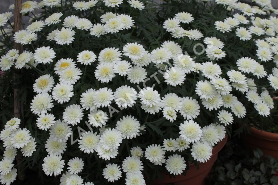 Kopretina pařížská 'Madeira Crested Ivory' - Argyranthemum frutescens 'Madeira Crested Ivory'