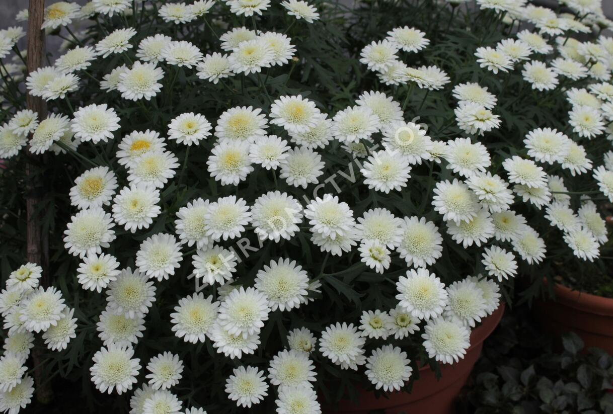 Kopretina pařížská 'Madeira Crested Ivory' - Argyranthemum frutescens 'Madeira Crested Ivory'